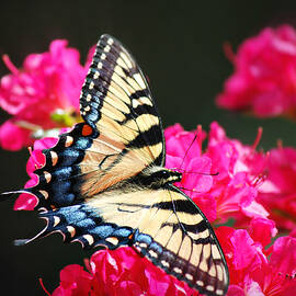 Eastern Tiger Swallowtail on Azaleas by Marilyn DeBlock