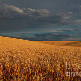 Amber waves. by Randy D Morrison