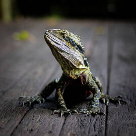 Eastern Water Dragon by Rick Nelson