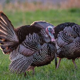 Eastern Wild Turkey Toms by Denver Halteman