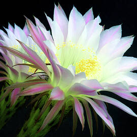 Echinopsis  Cactus Flowers At Dawn by Douglas Taylor