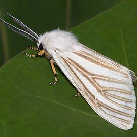 Echo Moth on Seagrape by Paul Rebmann