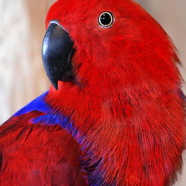 Eclectus Parrot by Laurie Minor