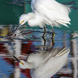 Egret and Color Reflected 10/05 by Bruce Frye
