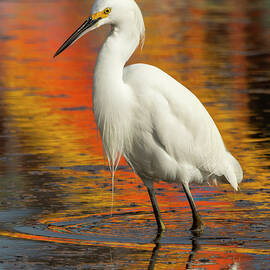 Egret and Reflection 01/01 by Bruce Frye