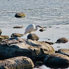 Egret on the Rocks by Stephanie Moore