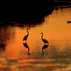 Egret Reflections at Sunset by Rebecca Harmon
