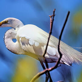 Egret vigil by Geraldine Scull