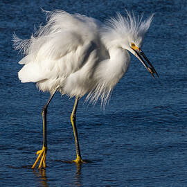 Egret with Sand Crab by Bruce Frye