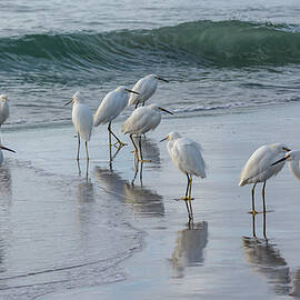 Egrets on the Shore 10-31 by Bruce Frye