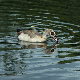 Egyptian Goose Drinking by James Dower