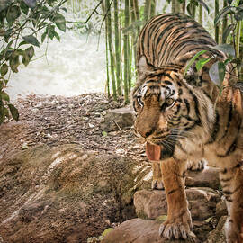 El Tigre by Rick Davis