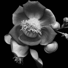 Elegant Black and White Floral by Rebecca Herranen