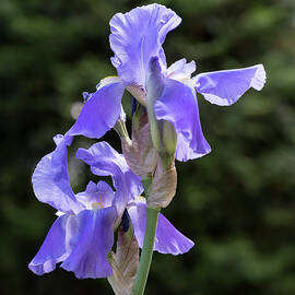 Elegant Purple Iris in Bloom by Georgia Mizuleva