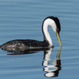 Elegant Western Grebe by Loree Johnson