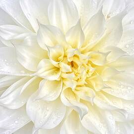Elegant White Dahlia  by Jerry Abbott