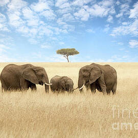 Elephant group in the red-oat grass of the Masai Mara. Two adult females with a calf in open expanse of grassland with acacia trees. by Jane Rix