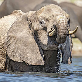 Elephant Having a Drink Botswana by Joan Carroll
