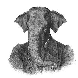 Elephant Portrait by Madame Memento