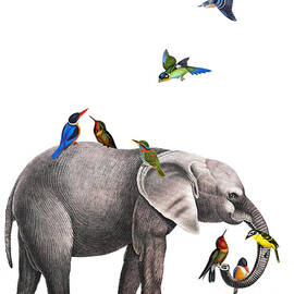 Elephant with birds illustration