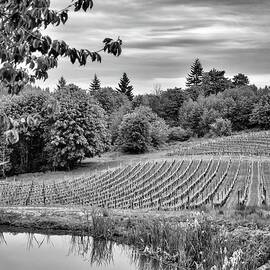 Elk Cove Vineyards - Black And White by Beautiful Oregon