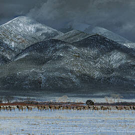 ELK ON THE HORIZON by Augustine Fernandez