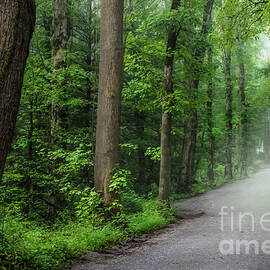 Enchanted Forest at Cades Cove by Shelia Hunt