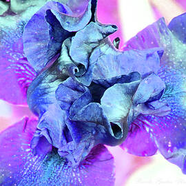 Enchanted Iris - Floral Photographic Art - Beautiful Spring Flowers - Irises by Brooks Garten Hauschild