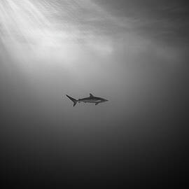 endanger silky shark by Juan Sharks