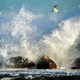 Energetic Beauty - Cape Cod Bay