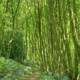 English Bluebell Wood by David Birchall