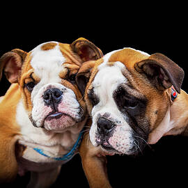 English Bulldog Puppies by Paul Thompson