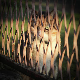 Enigmatic cat face hides behind iron fence. Magical felis catus green eye looks on me through small frame in fence. Charming look from domestic kitten by Vaclav Sonnek
