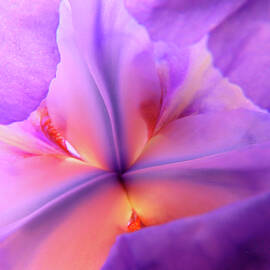 Enlighted iris - Floral Photography - Super Macro Flower - Iris Art by Brooks Garten Hauschild