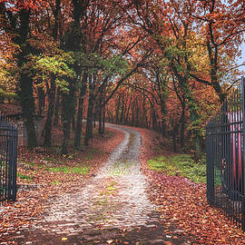 Entrance to the autumn forest by Dejan Travica