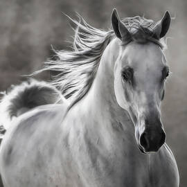 Equestrian Grace And Beauty by Athena Mckinzie