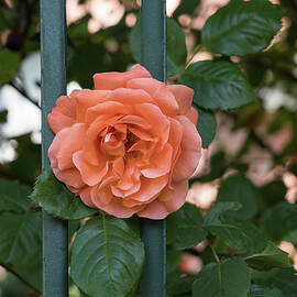 Escape Artist - Blooming Peach-colored Rose Outside a Garden Fence