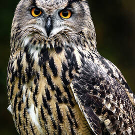 Euarsian Eagle Owl On Alert by Wes and Dotty Weber