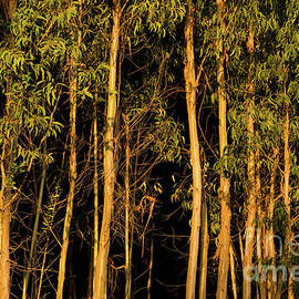 Eucalyptus Forest at Sunset by Angelo DeVal