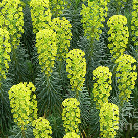 Euphorbia Pattern
