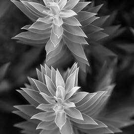 Euphorbia Rigida Two Stems by William Dunigan