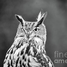 Eurasian Eagle Owl - BW by Scott Pellegrin