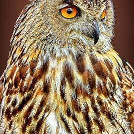 Eurasian Eagle Owl by Marcia Colelli