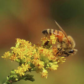 European Western Honey Bee by Rebecca Grzenda