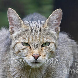 European Wildcat Portrait by Eva Lechner