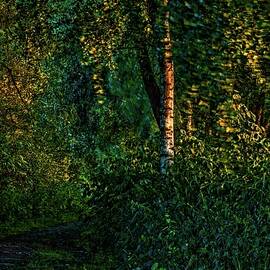 Evening Light #l3 by Leif Sohlman