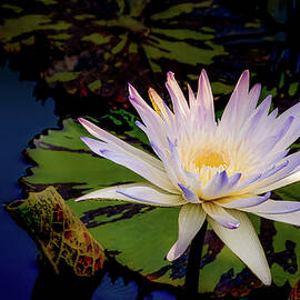 Evening Waterlily by Julie Palencia