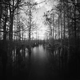Pinhole Everglades, Florida Pond cypress trees by Rudy Umans