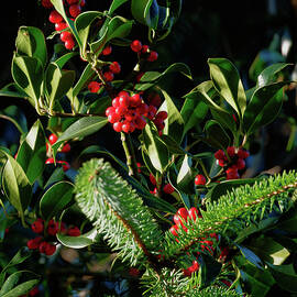 Evergreen and Holly Christmas by Chriss Pagani