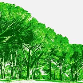 evergreen Pine Tree Illustration by Werner Lehmann